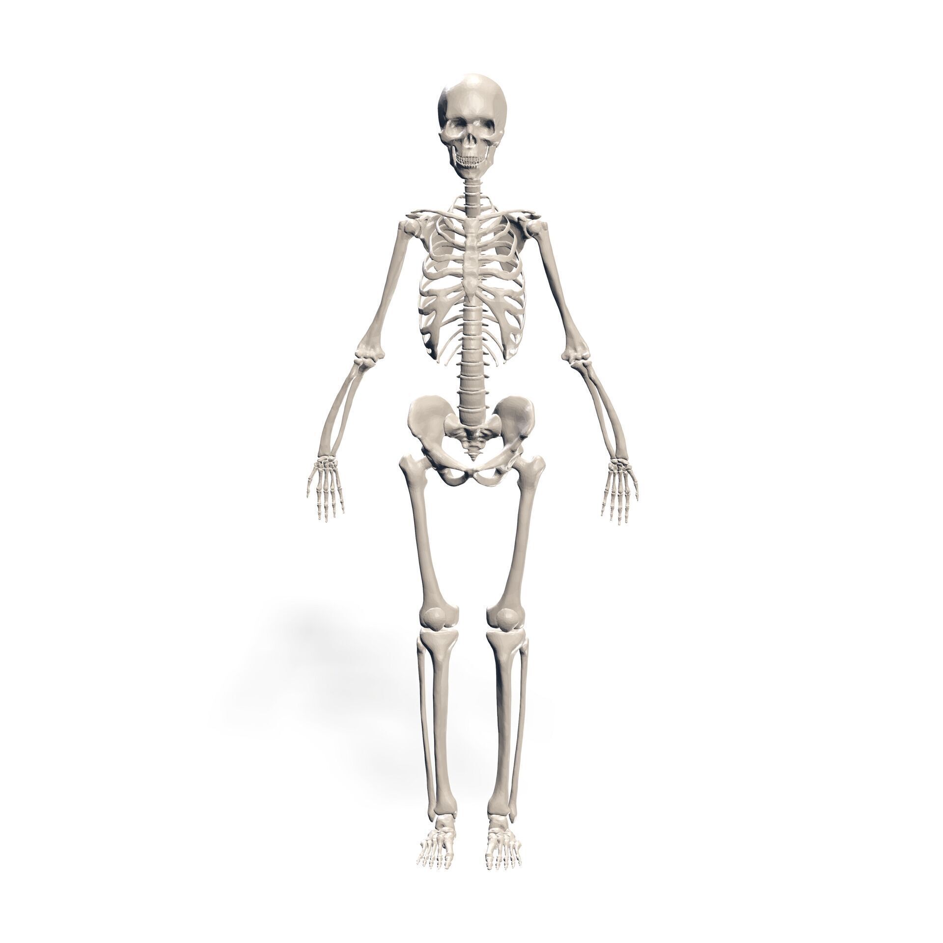 HUMAN Female Skeleton First Anatomy 3D 3D print model_1