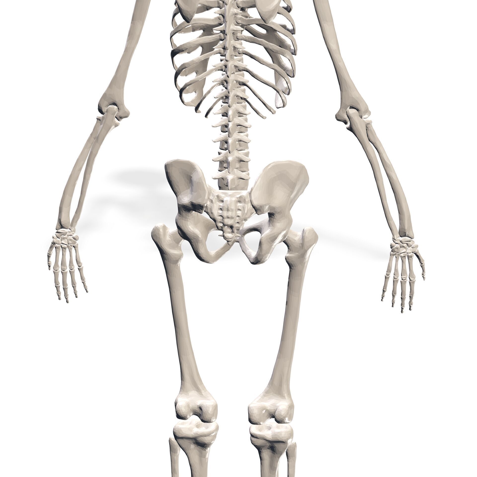 HUMAN Female Skeleton First Anatomy 3D 3D print model_5