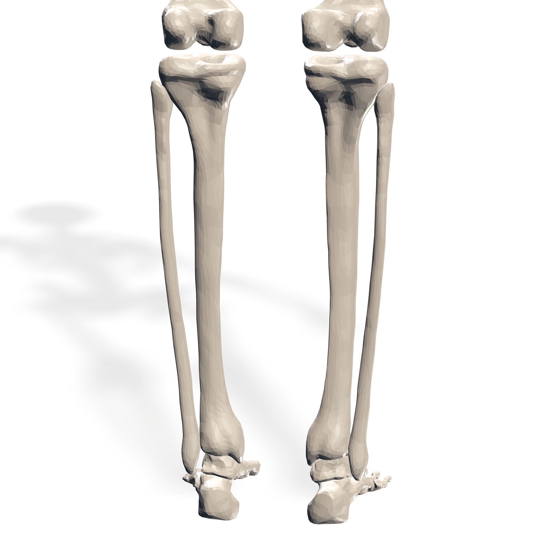 HUMAN Female Skeleton First Anatomy 3D 3D print model_4
