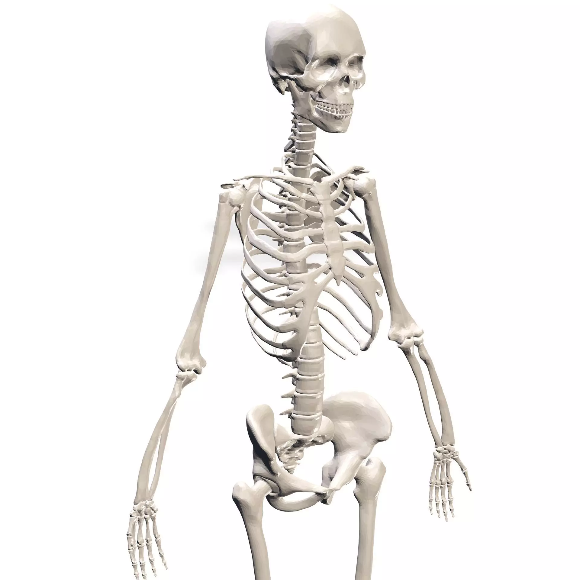 HUMAN Female Skeleton First Anatomy 3D 3D print model_0