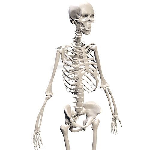 HUMAN Female Skeleton First Anatomy 3D 3D print model