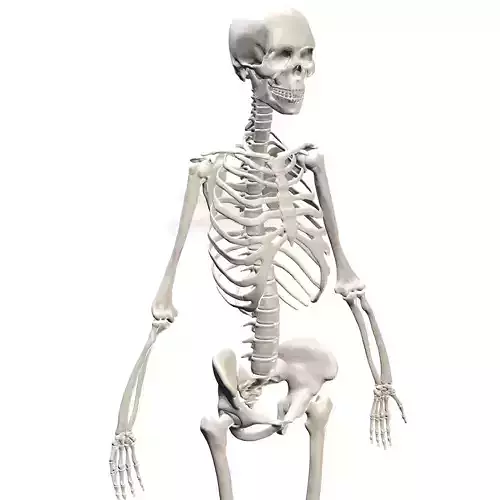 HUMAN Female Skeleton First Anatomy 3D