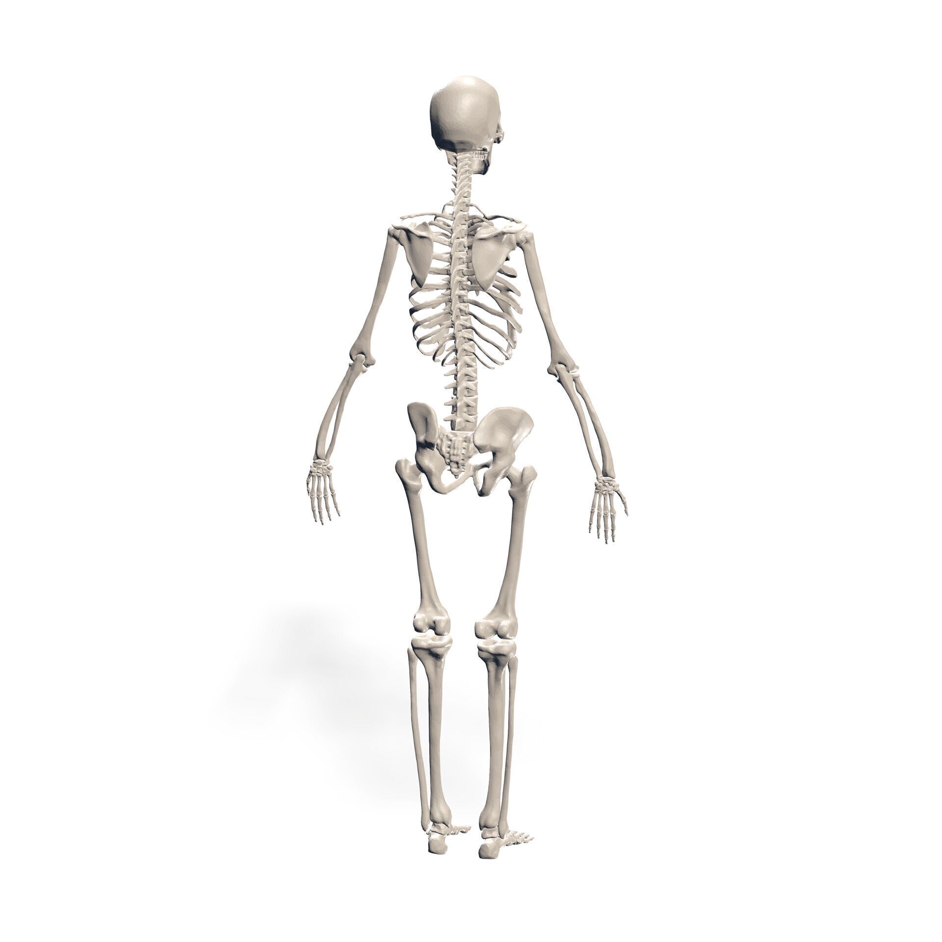 HUMAN Female Skeleton First Anatomy 3D 3D print model_3