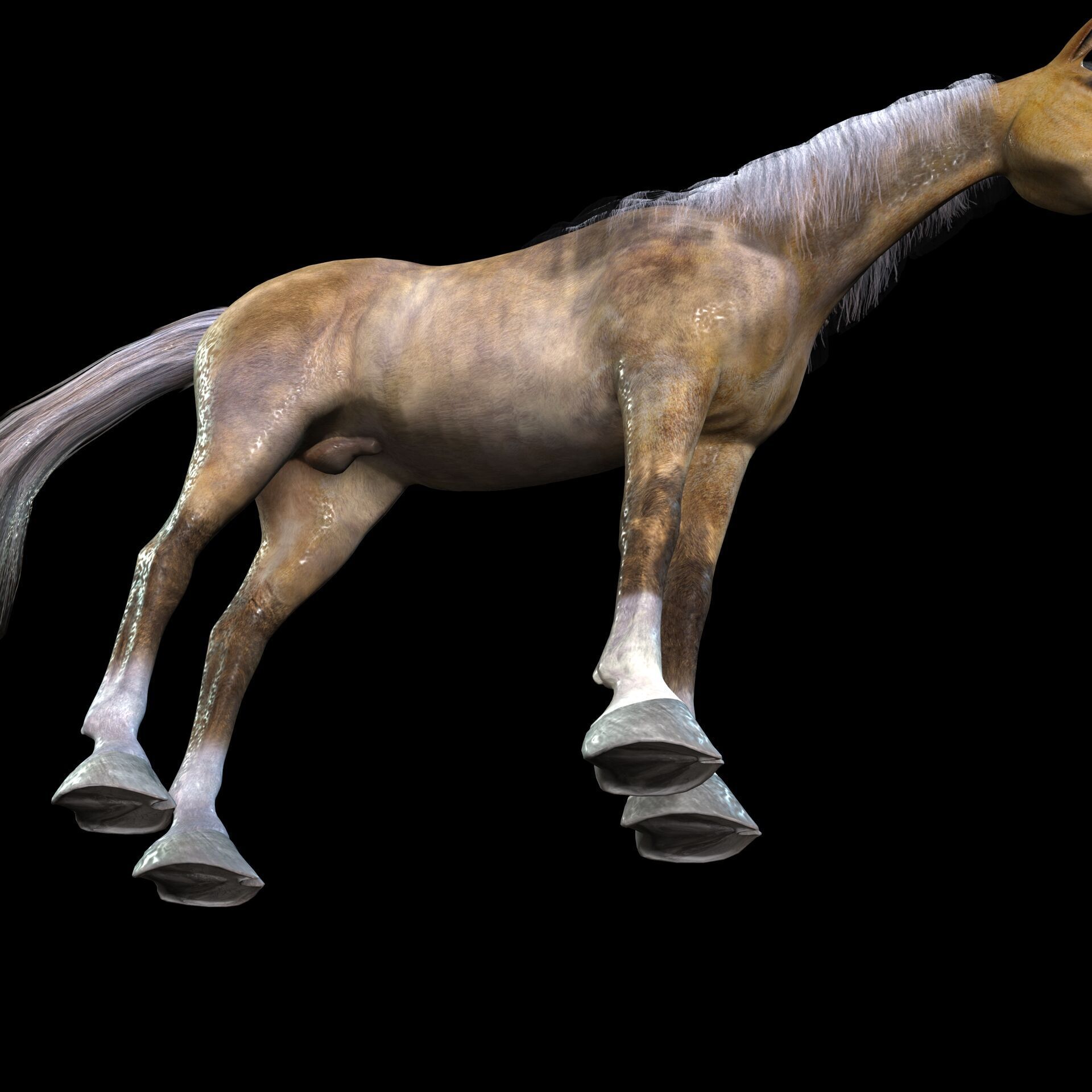ARABIAN HORSE PUREBLOOD WILD WORLD PONY Low-poly 3D model_6