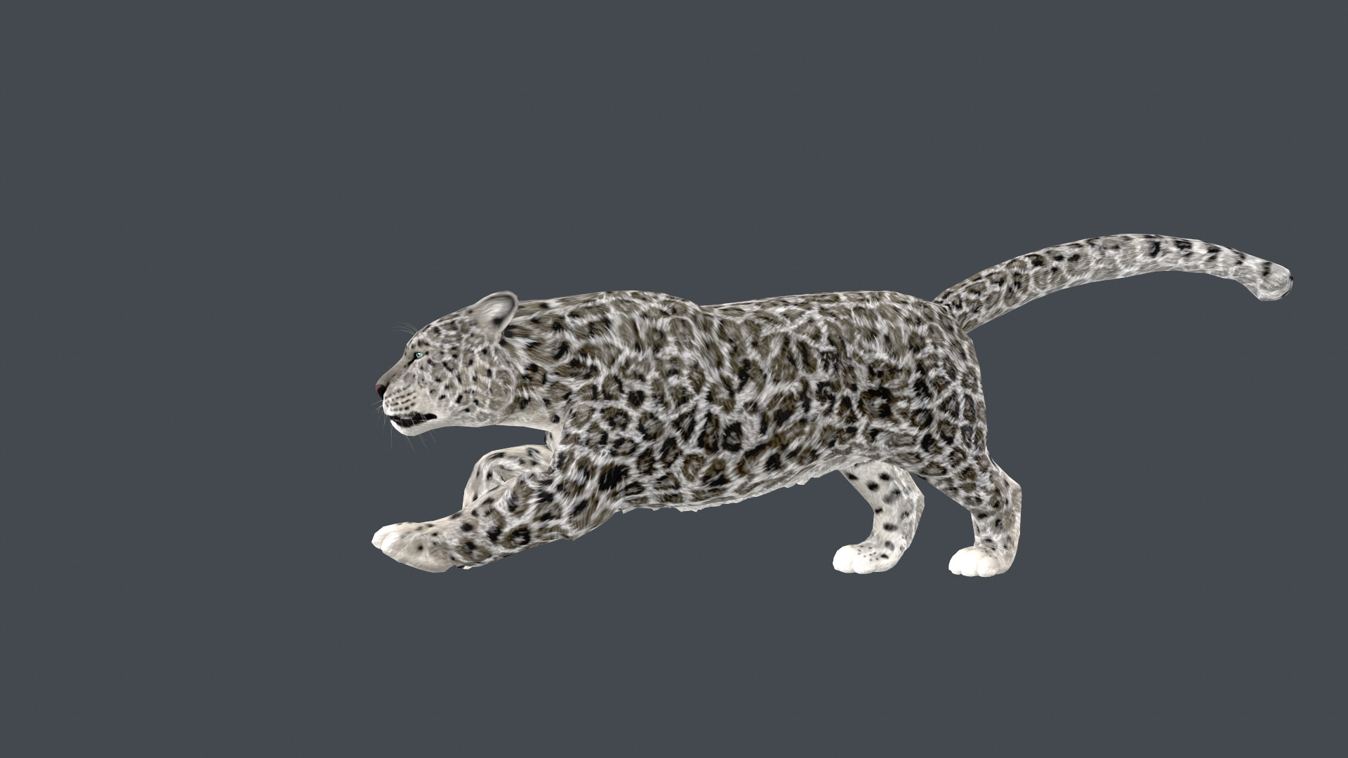 Realistic Snow Leopard Rigged and Animated Low-poly 3D model_5