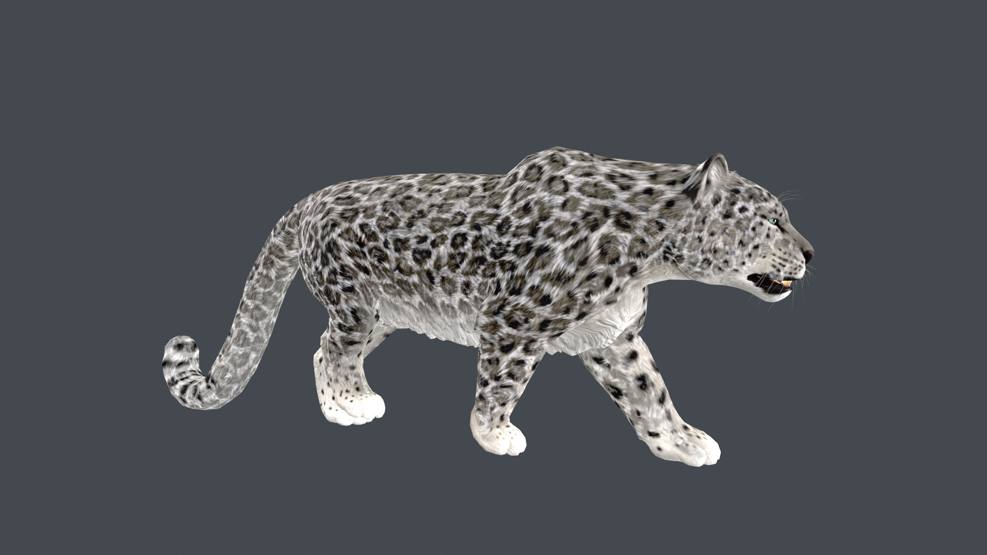 Realistic Snow Leopard Rigged and Animated Low-poly 3D model_4