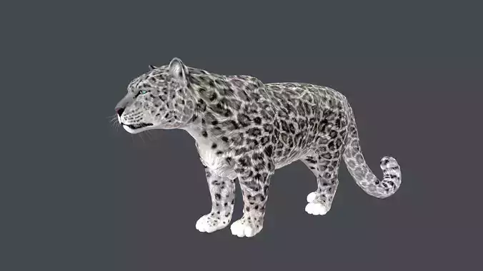 Realistic Snow Leopard Rigged and Animated Low-poly 3D model