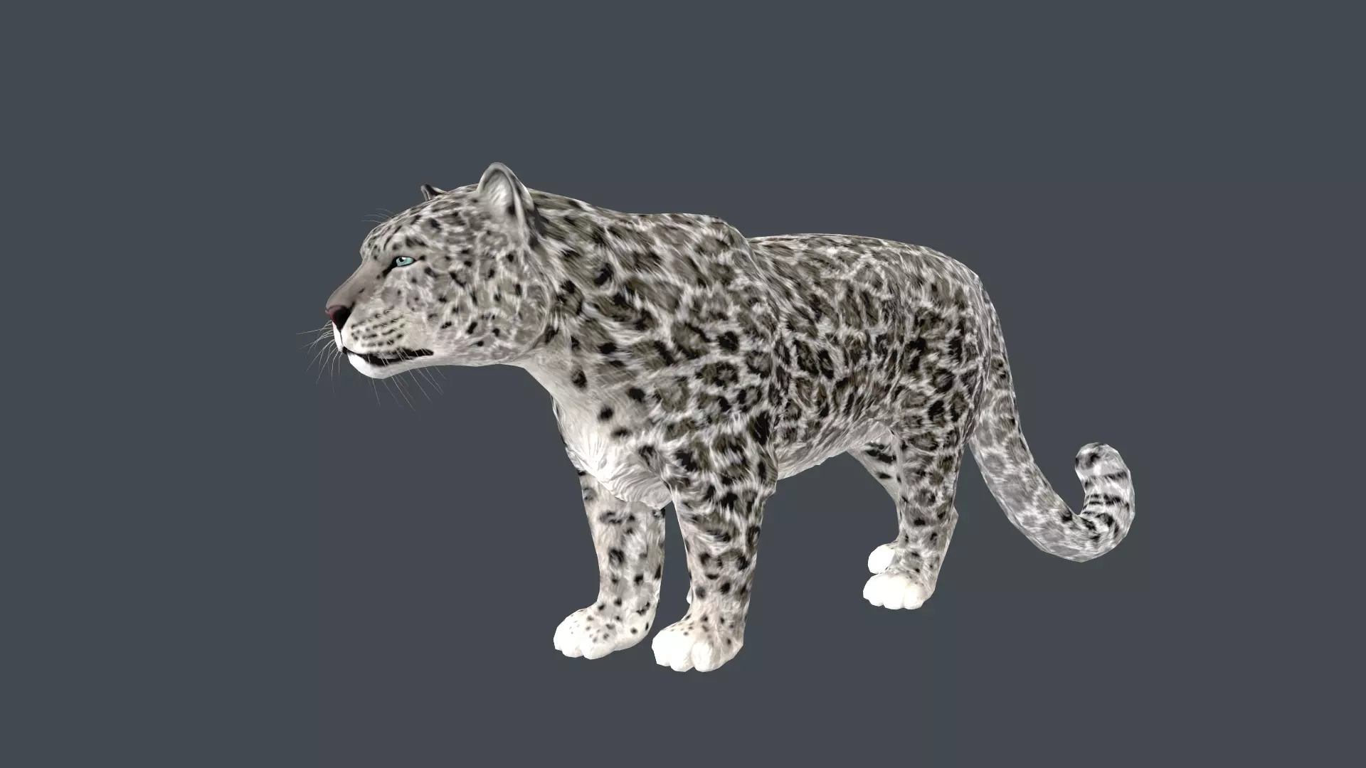Realistic Snow Leopard Rigged and Animated Low-poly 3D model_0
