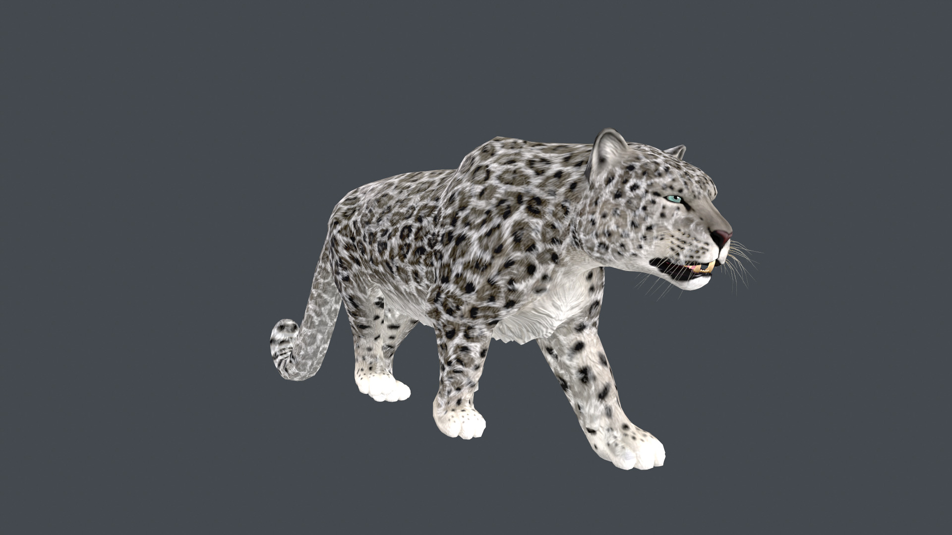 Realistic Snow Leopard Rigged and Animated Low-poly 3D model_3