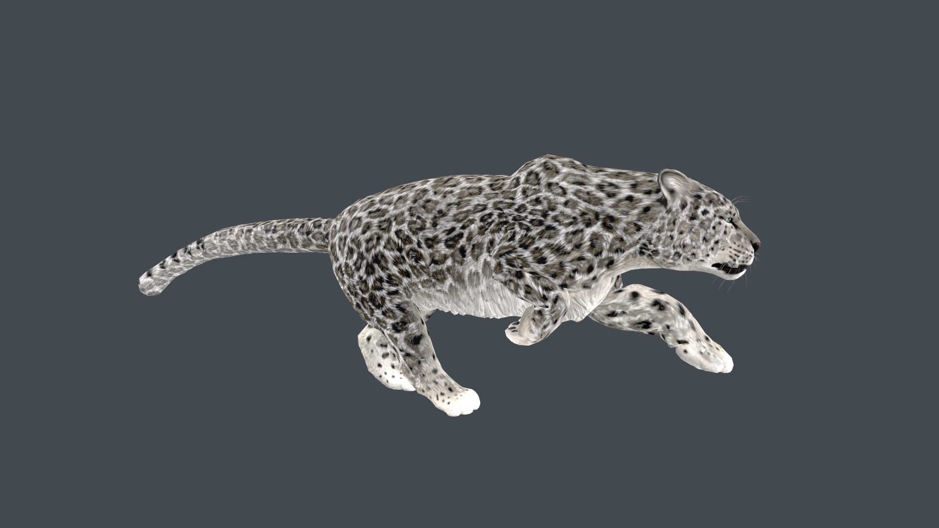 Realistic Snow Leopard Rigged and Animated Low-poly 3D model_6