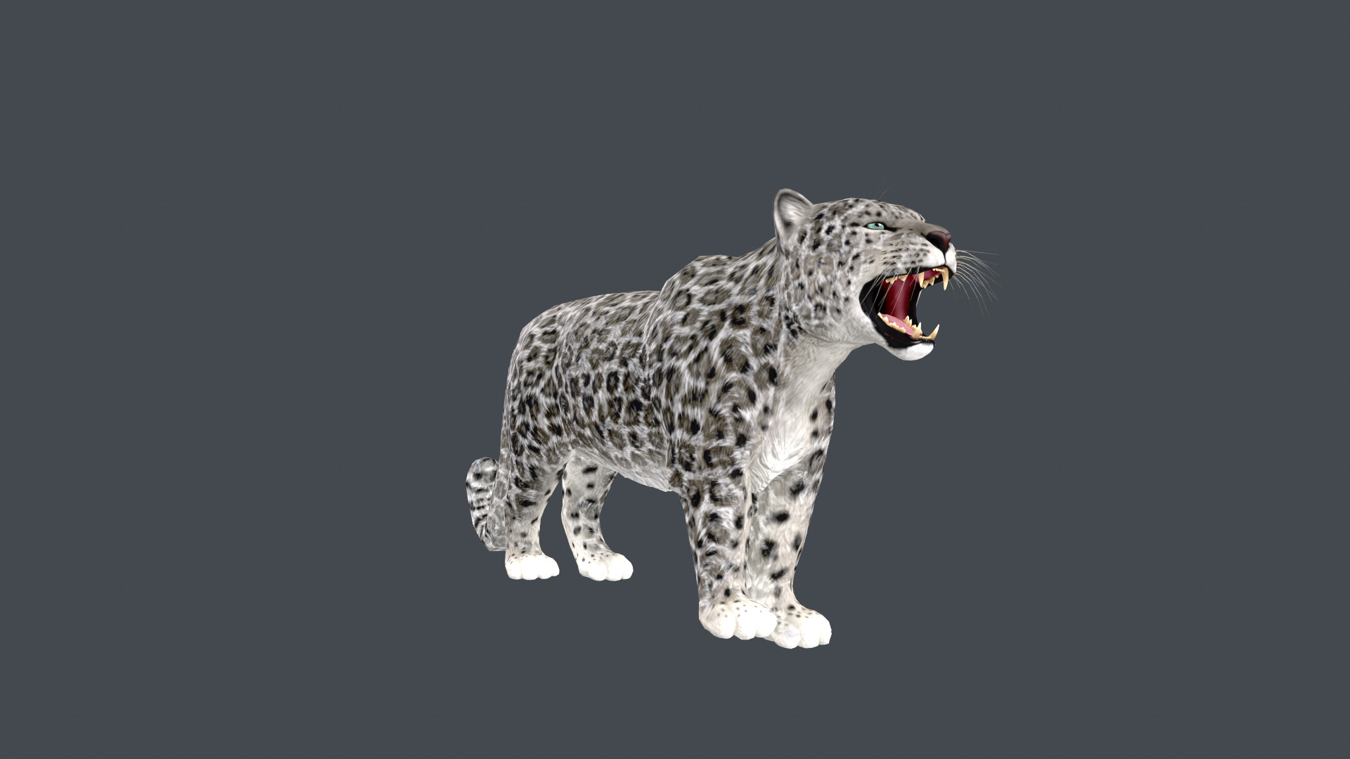 Realistic Snow Leopard Rigged and Animated Low-poly 3D model_7