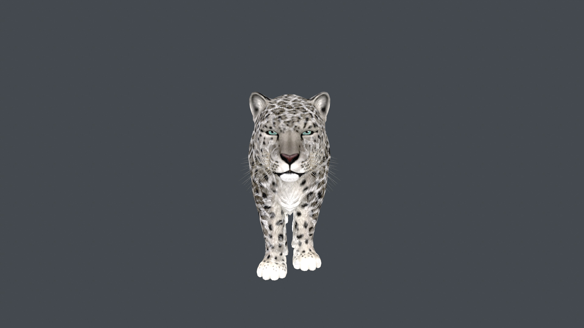Realistic Snow Leopard Rigged and Animated Low-poly 3D model_2