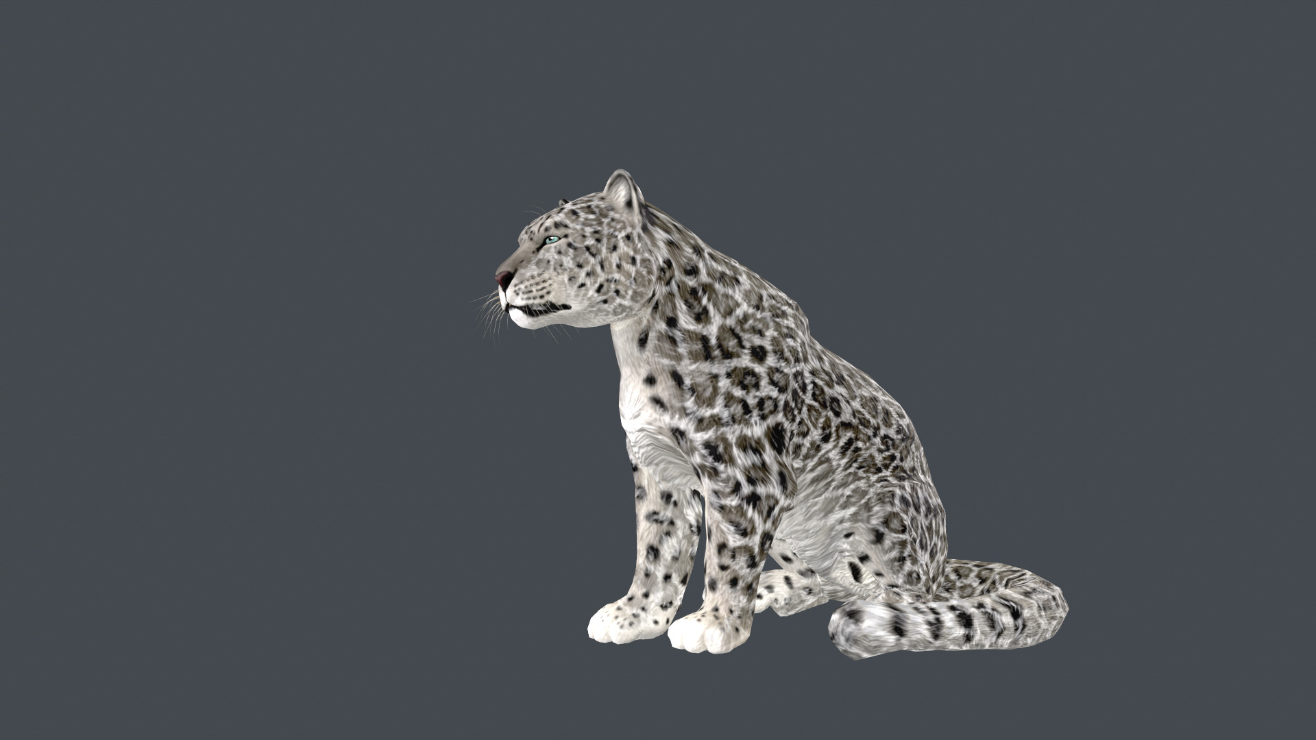 Realistic Snow Leopard Rigged and Animated Low-poly 3D model_9