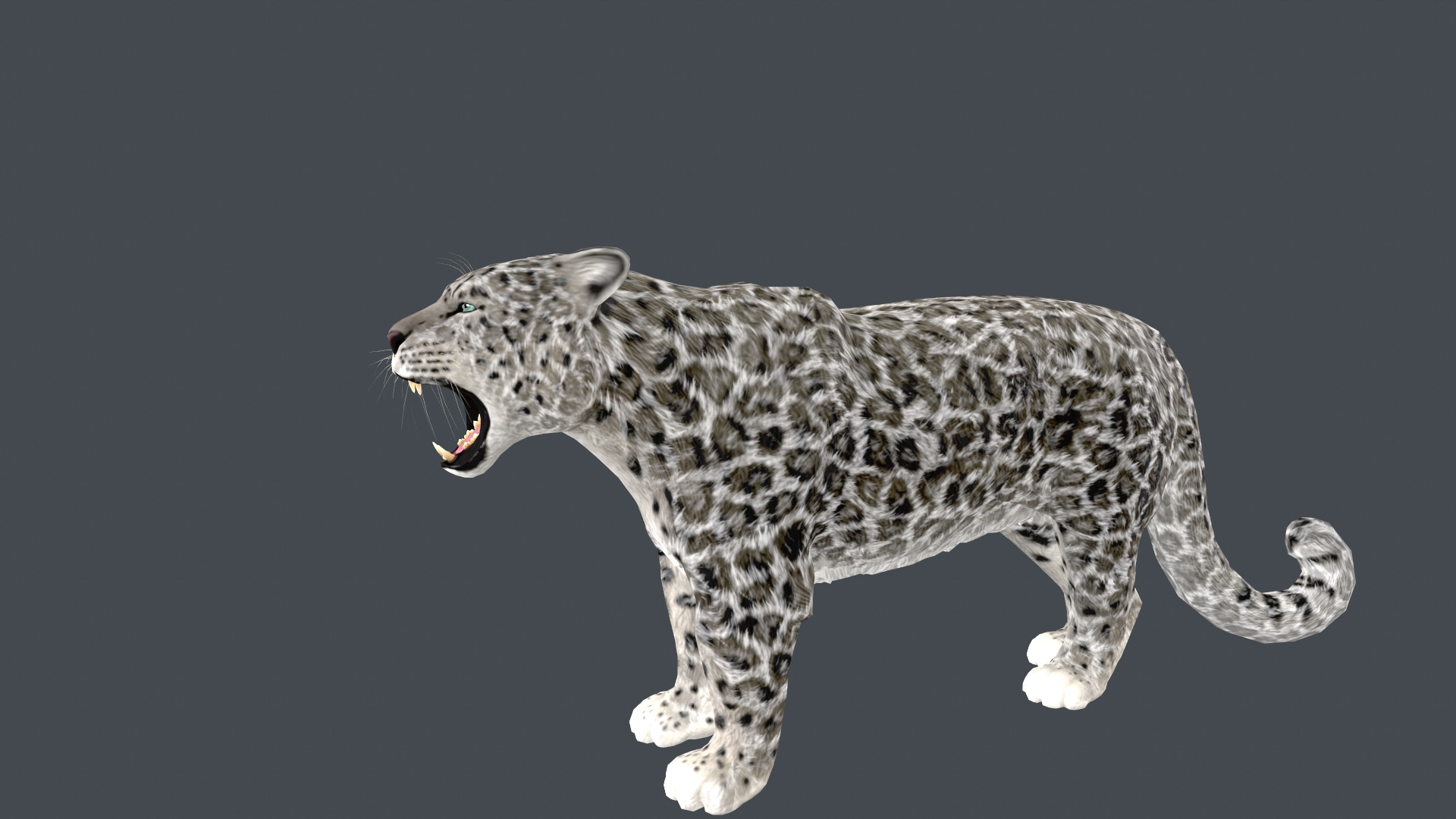 Realistic Snow Leopard Rigged and Animated Low-poly 3D model_8