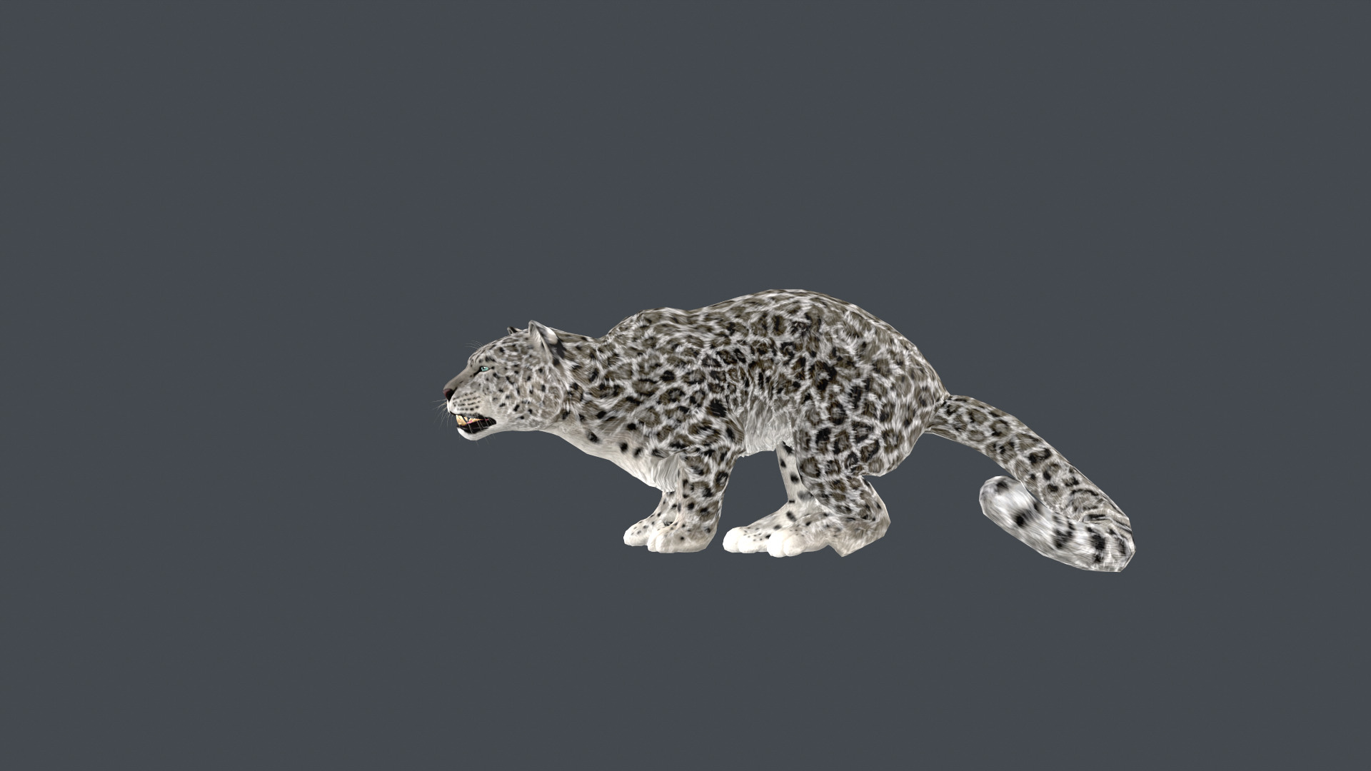 Realistic Snow Leopard Rigged and Animated Low-poly 3D model_11