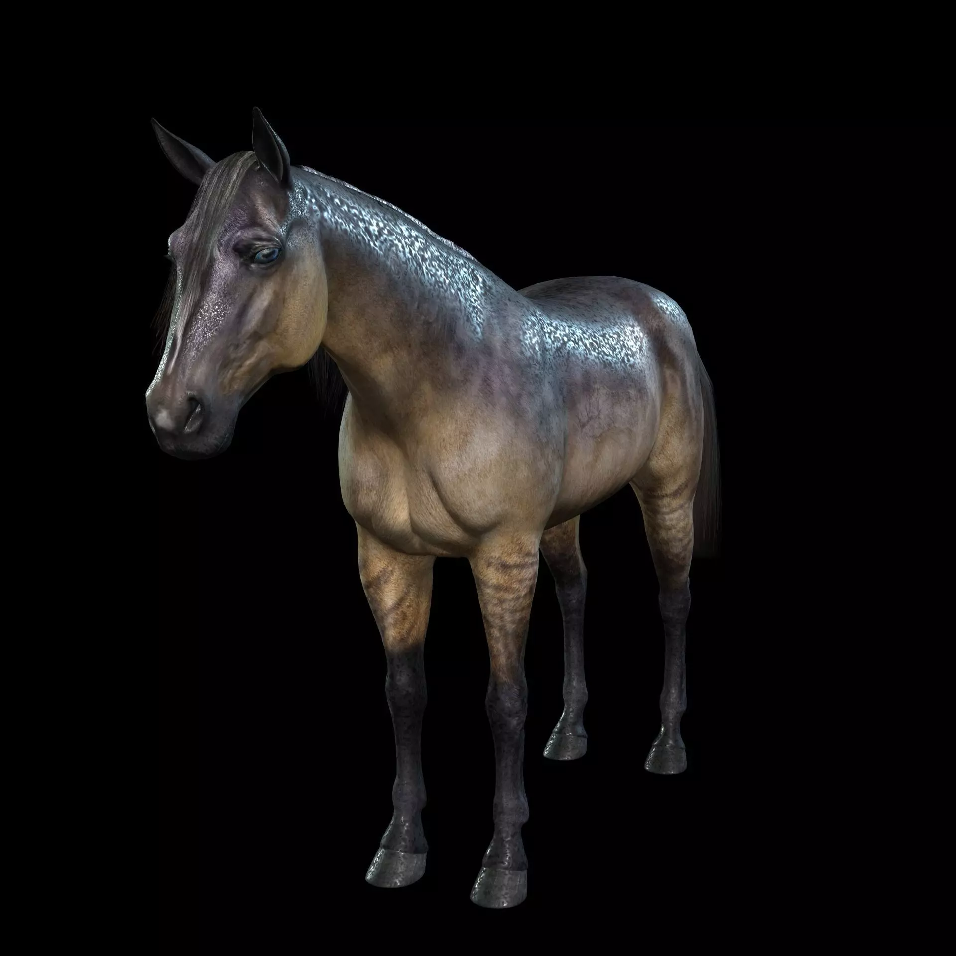 Thoroughbred Arabian Horse WILD WORLD PONY 5 Low-poly 3D model_0