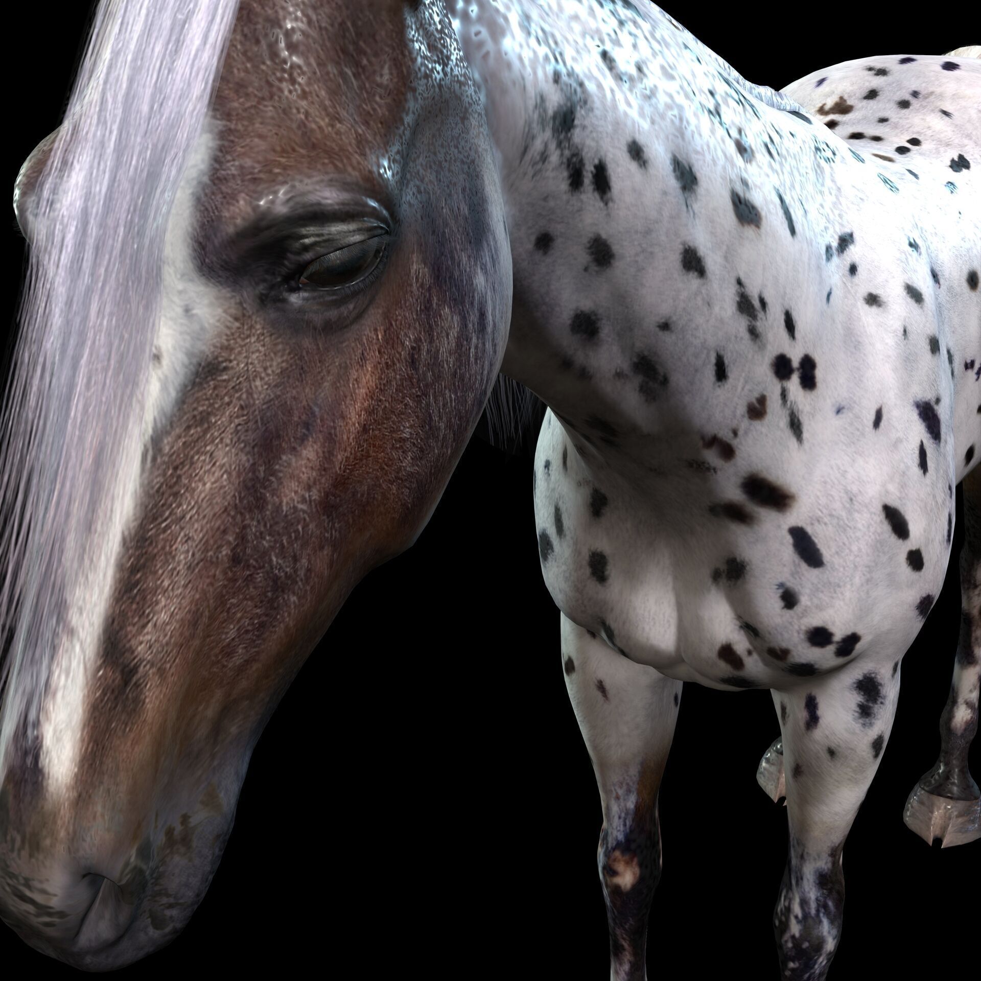 Thoroughbred Arabian Horse WILD WORLD PONY 6 Low-poly 3D model_5