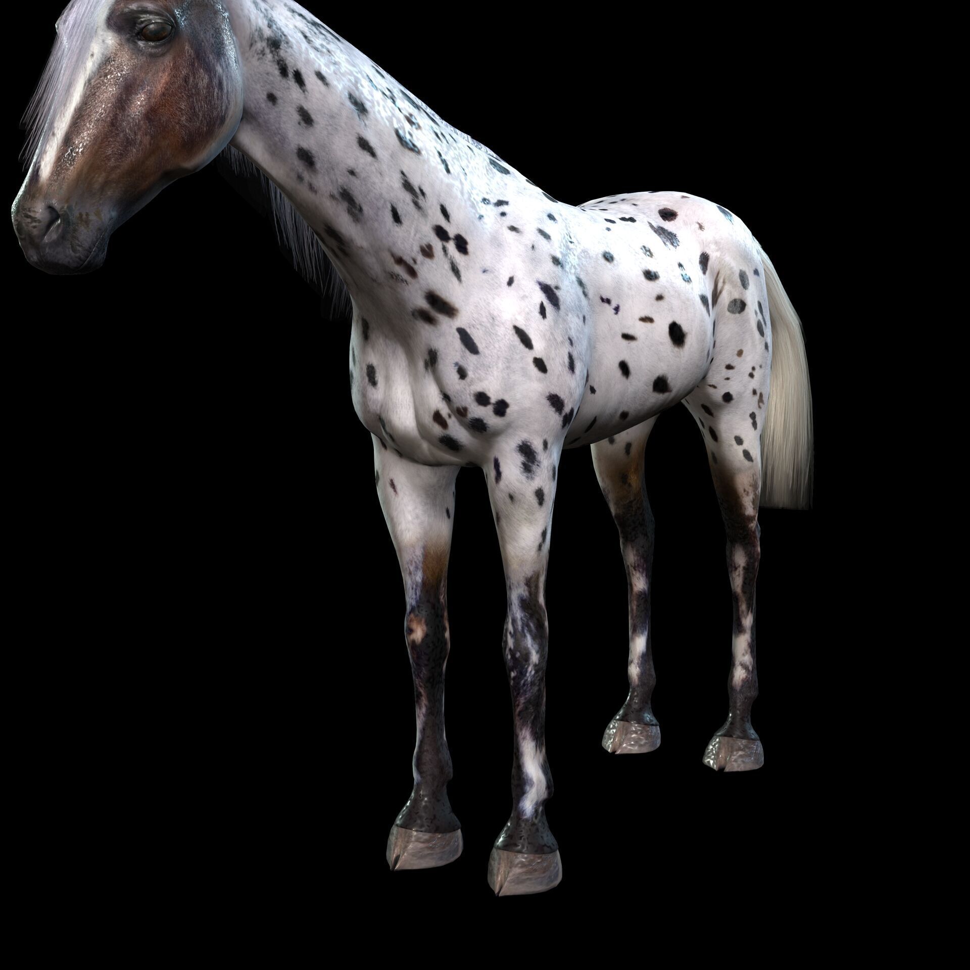 Thoroughbred Arabian Horse WILD WORLD PONY 6 Low-poly 3D model_4