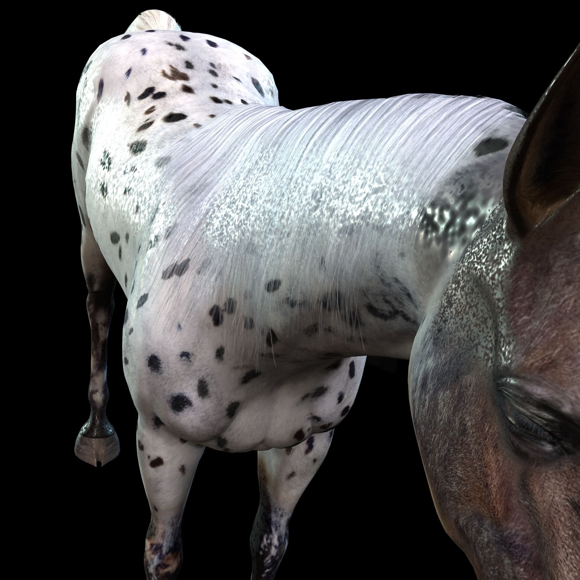 Thoroughbred Arabian Horse WILD WORLD PONY 6 Low-poly 3D model_6