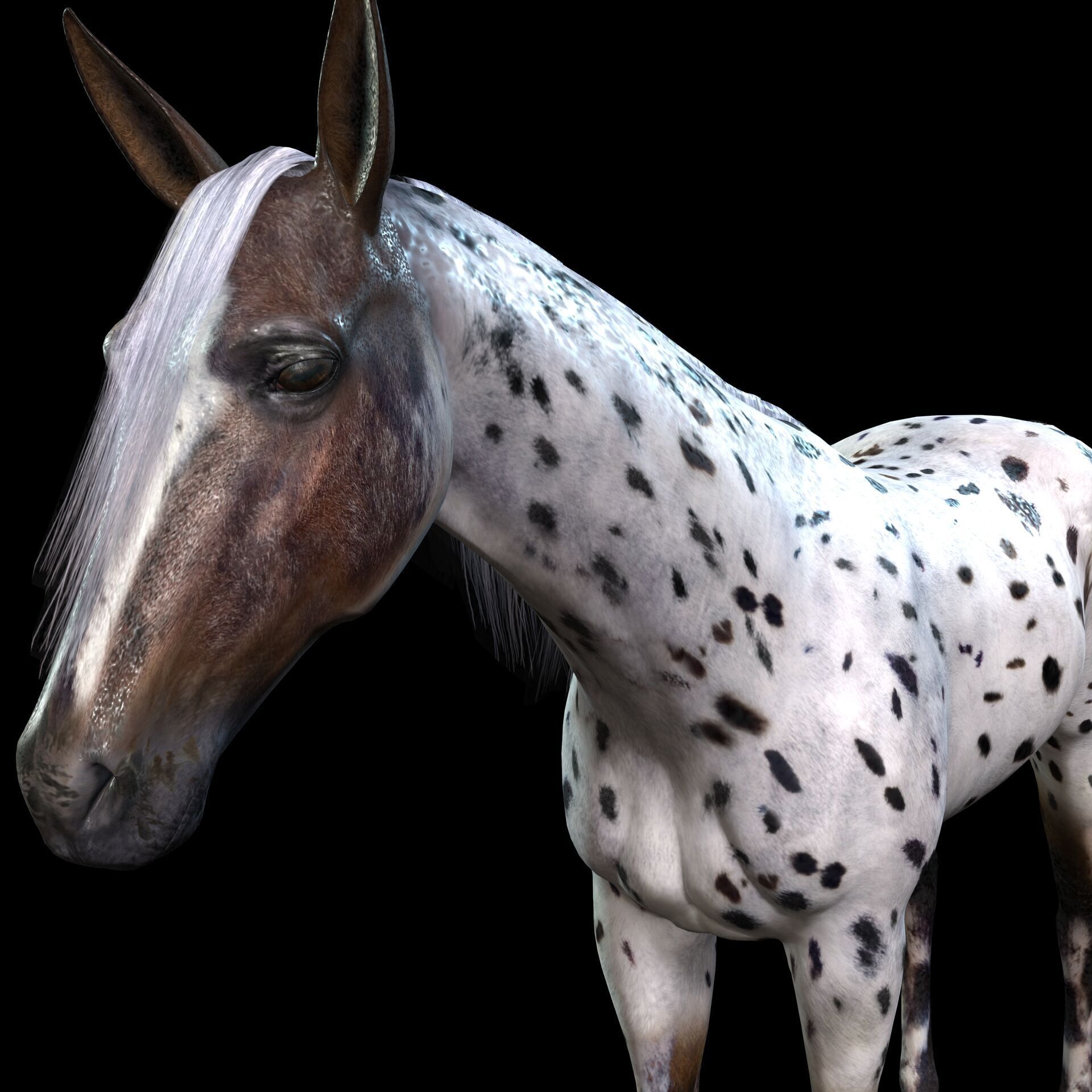 Thoroughbred Arabian Horse WILD WORLD PONY 6 Low-poly 3D model_1