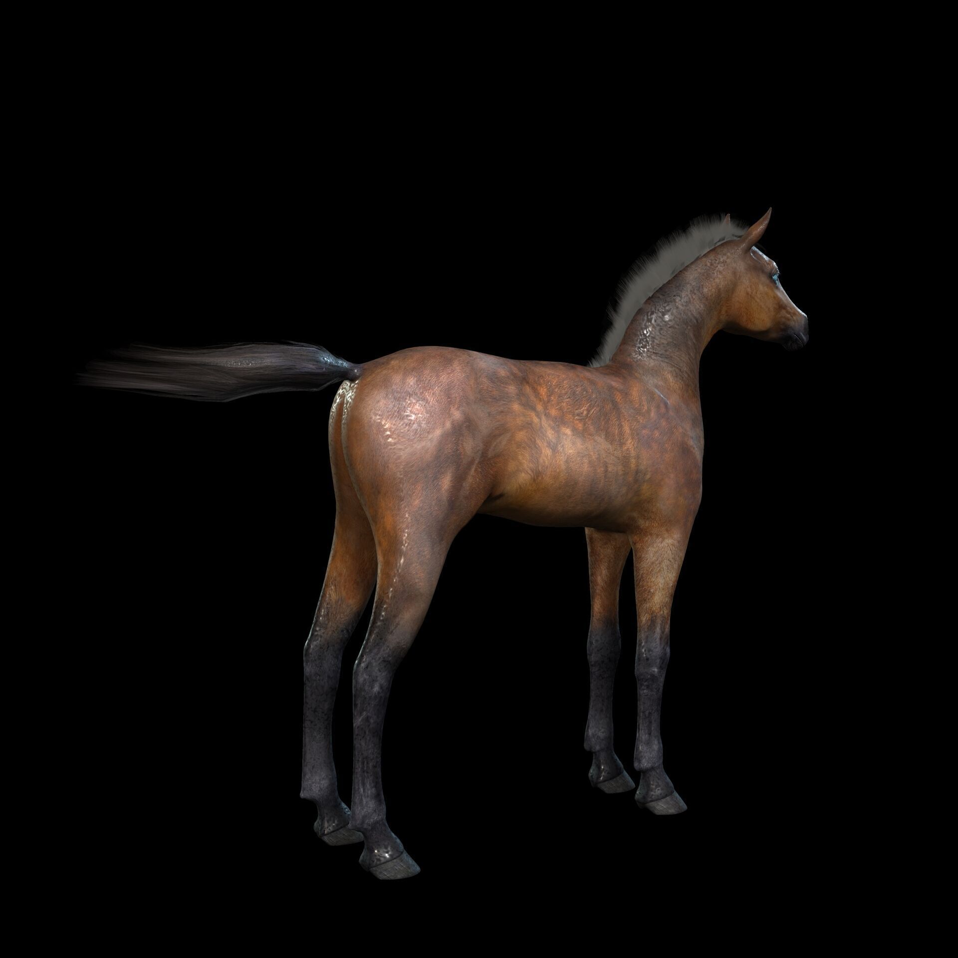 Thoroughbred Arabian Horse WILD WORLD PONY 7 Low-poly 3D model_5