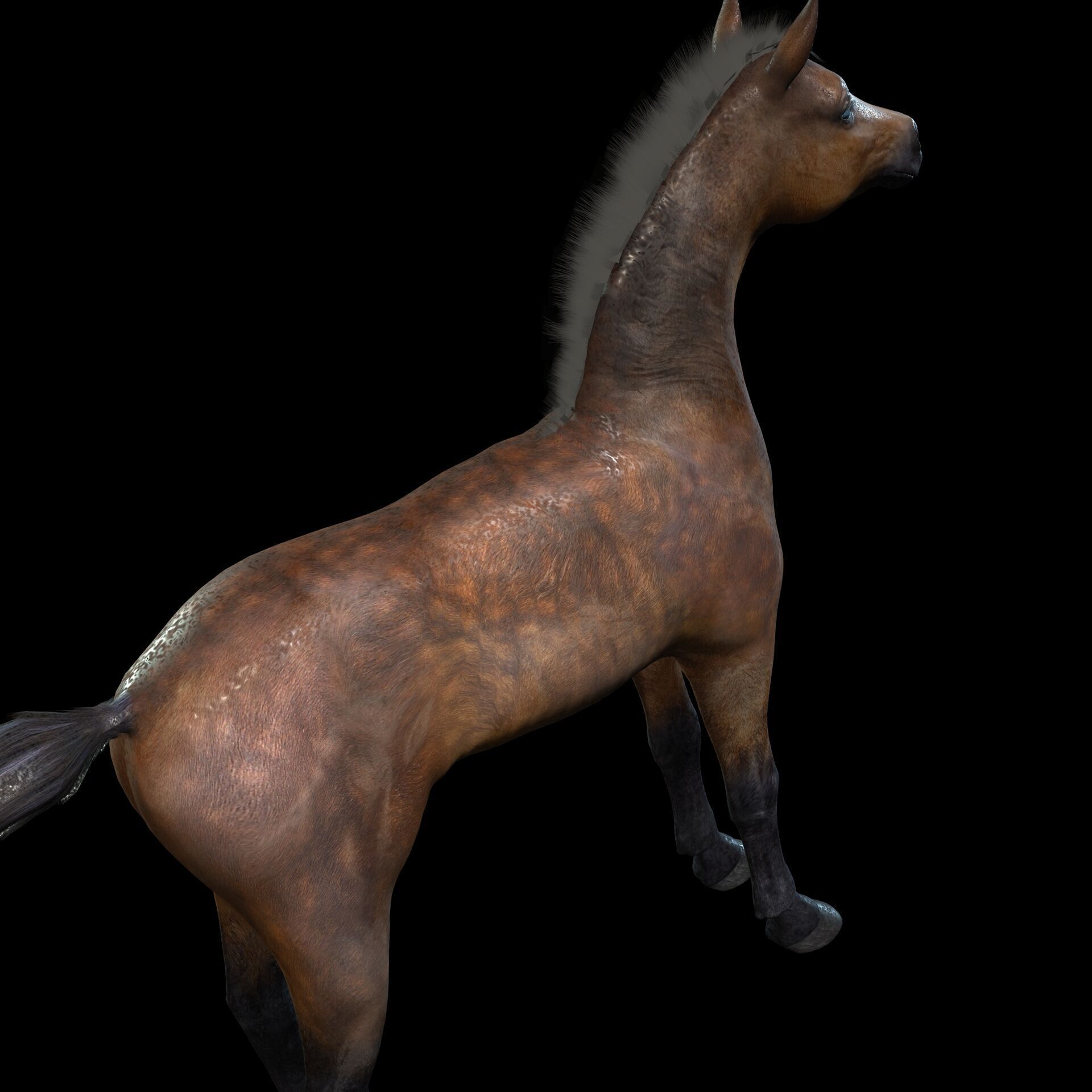 Thoroughbred Arabian Horse WILD WORLD PONY 7 Low-poly 3D model_1