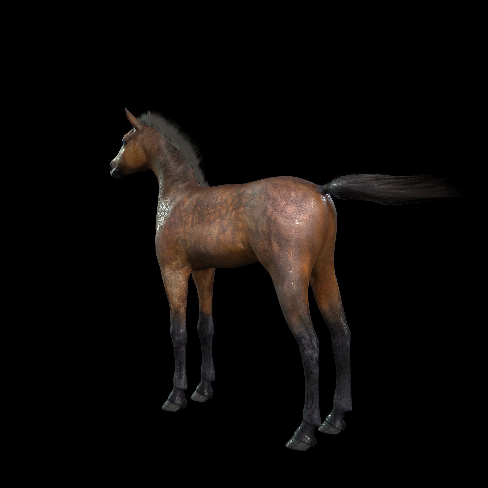 Thoroughbred Arabian Horse WILD WORLD PONY 7 Low-poly 3D model_4