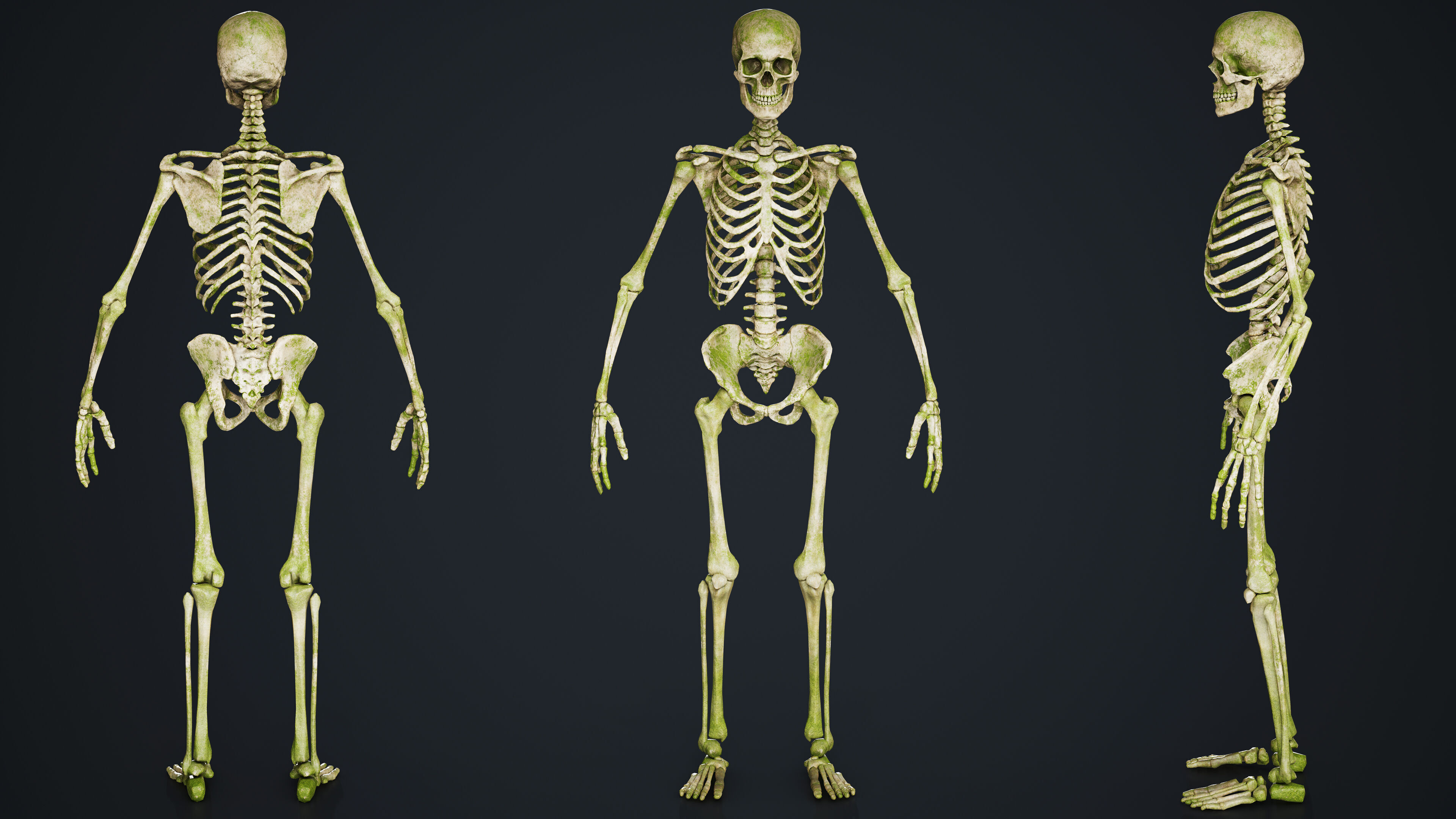 Skeleton Low-poly 3D model_8