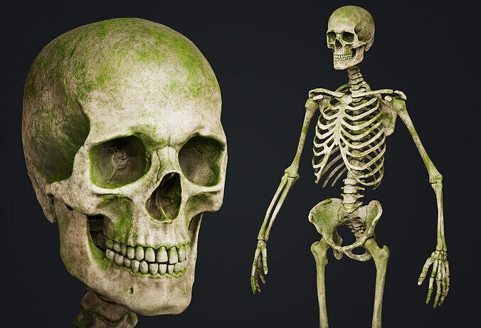 Skeleton Low-poly 3D model