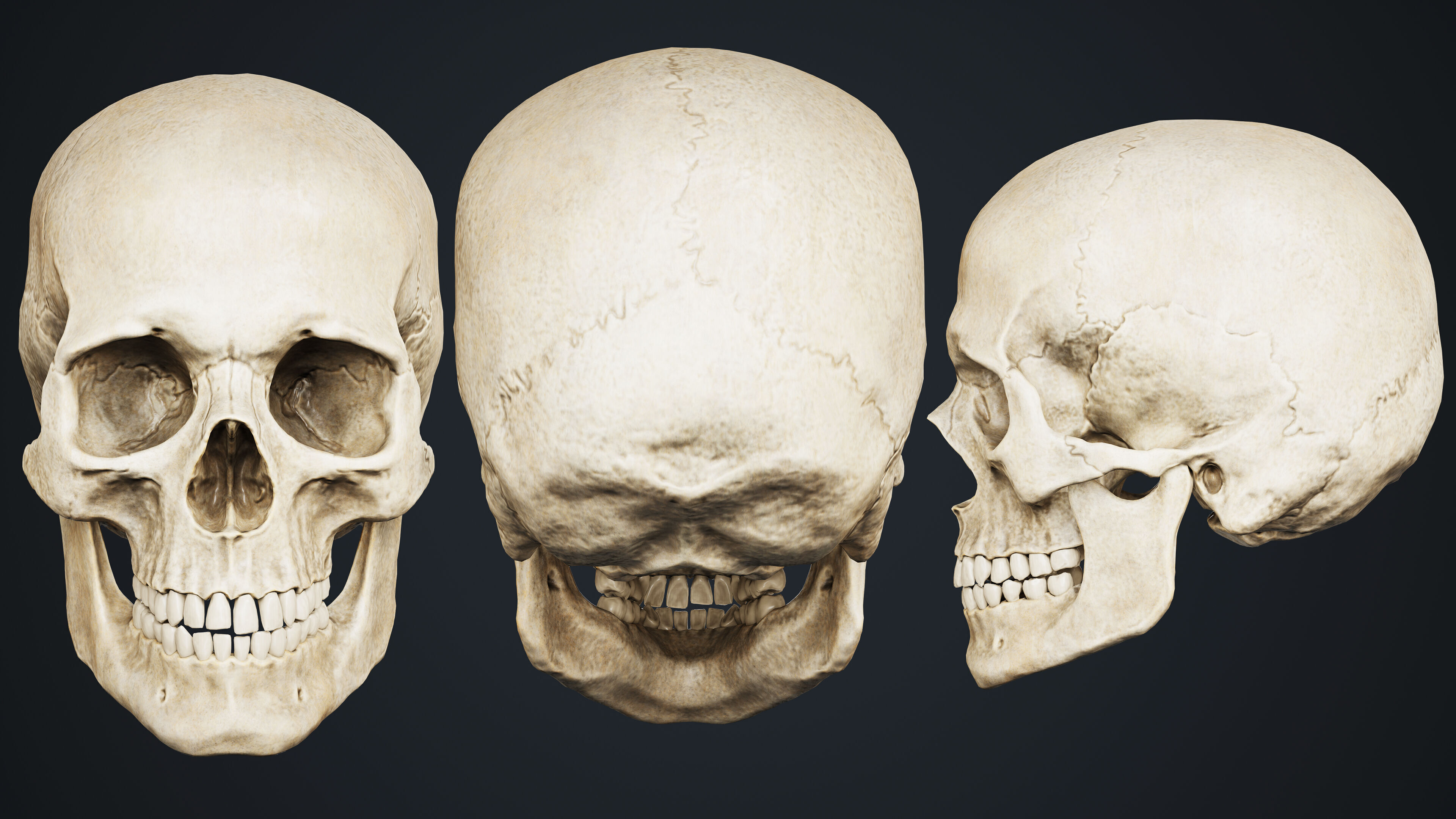 Skeleton Low-poly 3D model_14