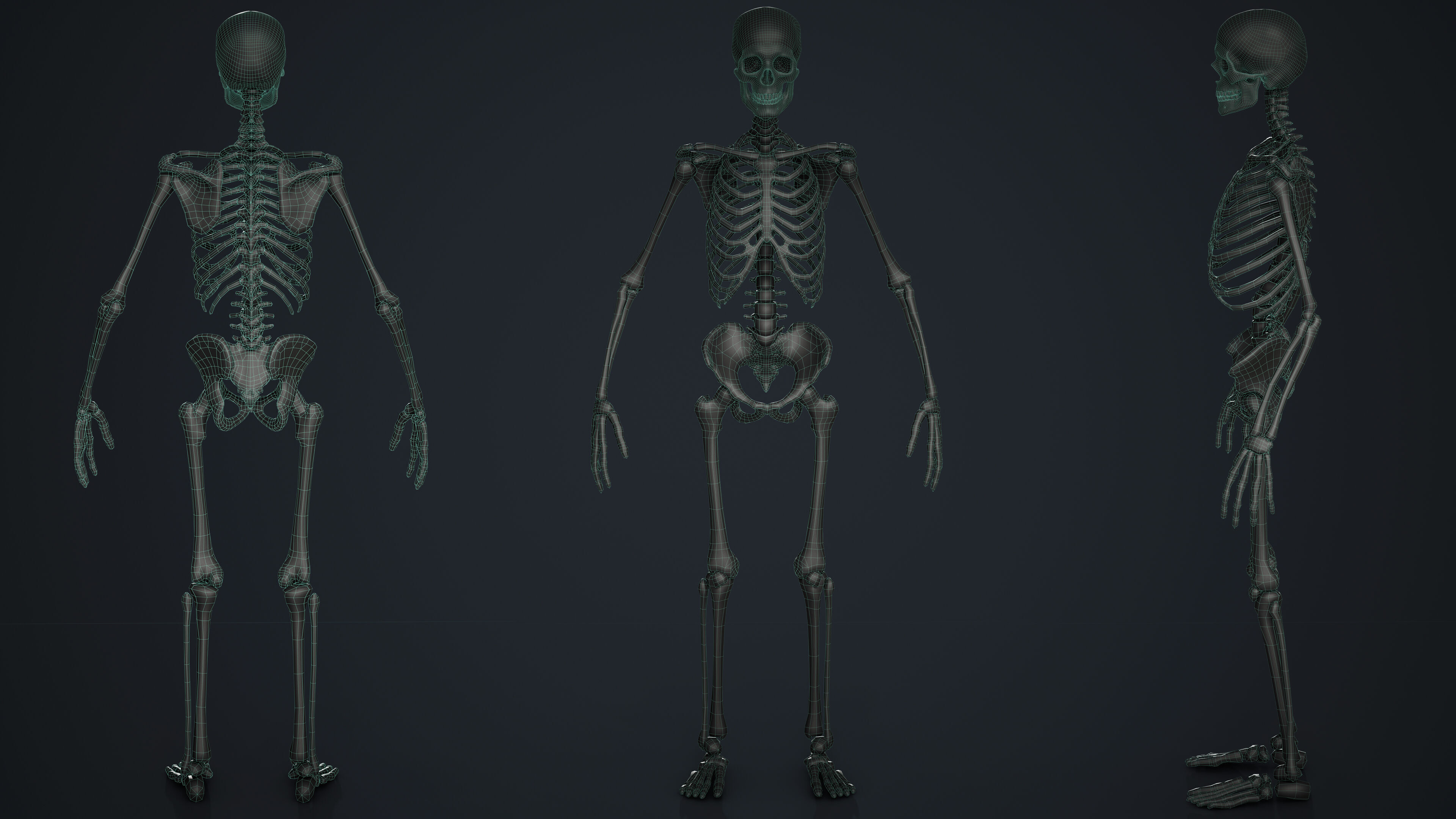 Skeleton Low-poly 3D model_13