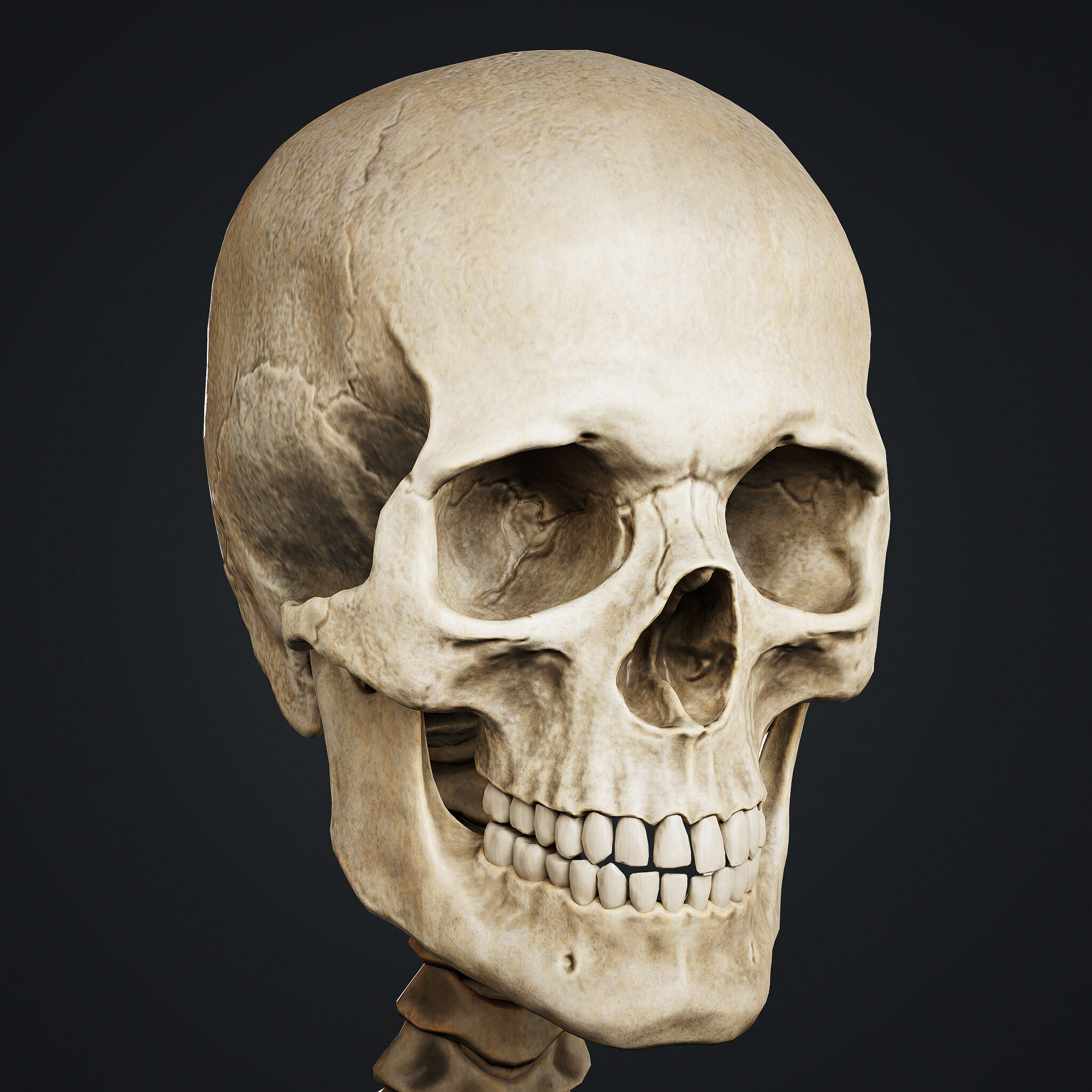 Skeleton Low-poly 3D model_4