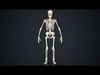 Skeleton Low-poly 3D model_2
