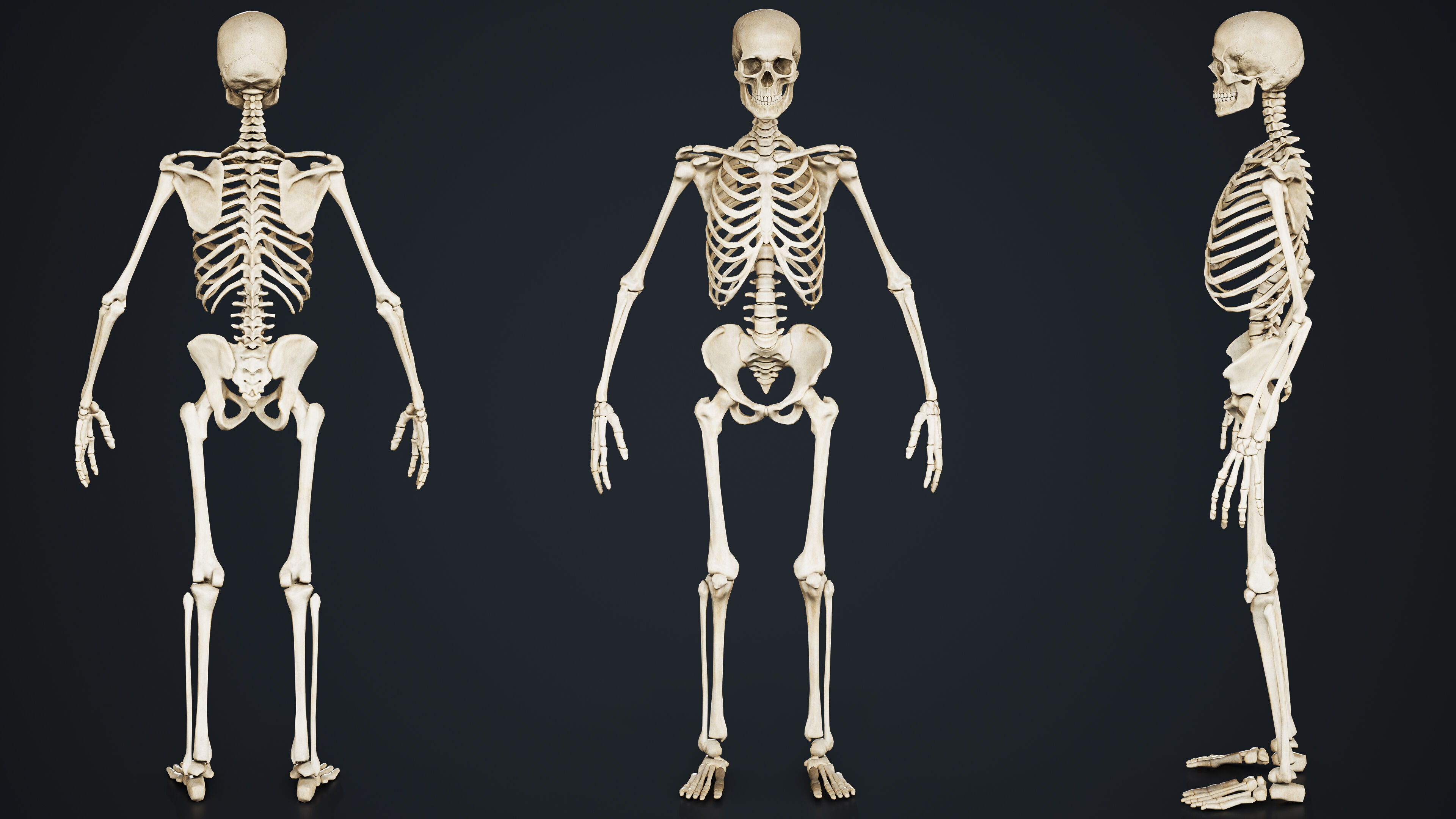 Skeleton Low-poly 3D model_7