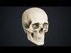 Skull Low-poly 3D model_2