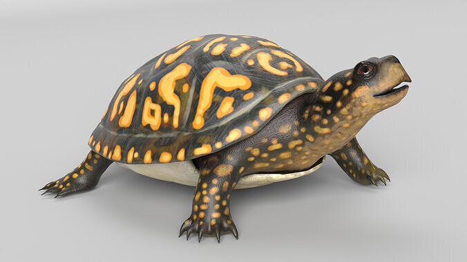 Box Turtle Animated Low-poly 3D model