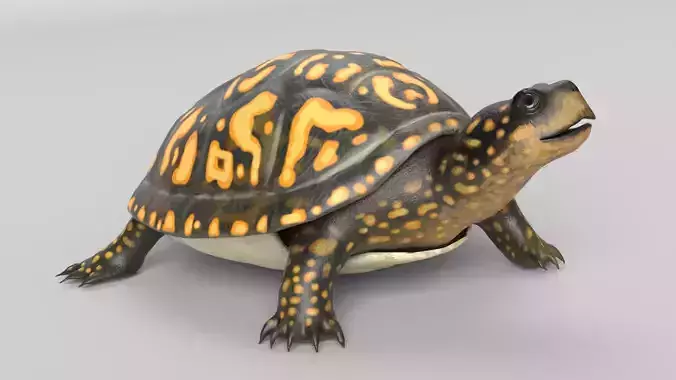Box Turtle Animated Low-poly 3D model