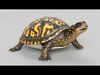 Box Turtle Animated Low-poly 3D model_1