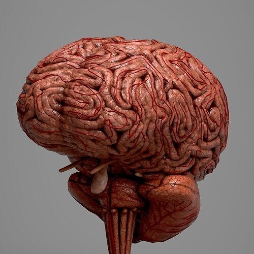 Human Brain Low-poly 3D model