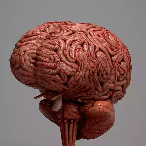 Human Brain
