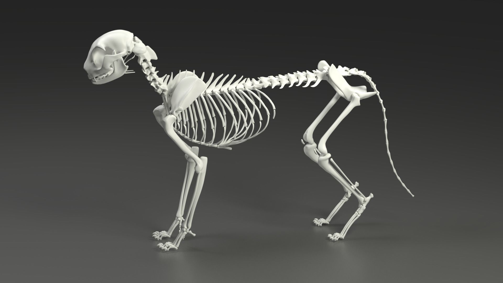 3D model of cat skeleton 3D model_0