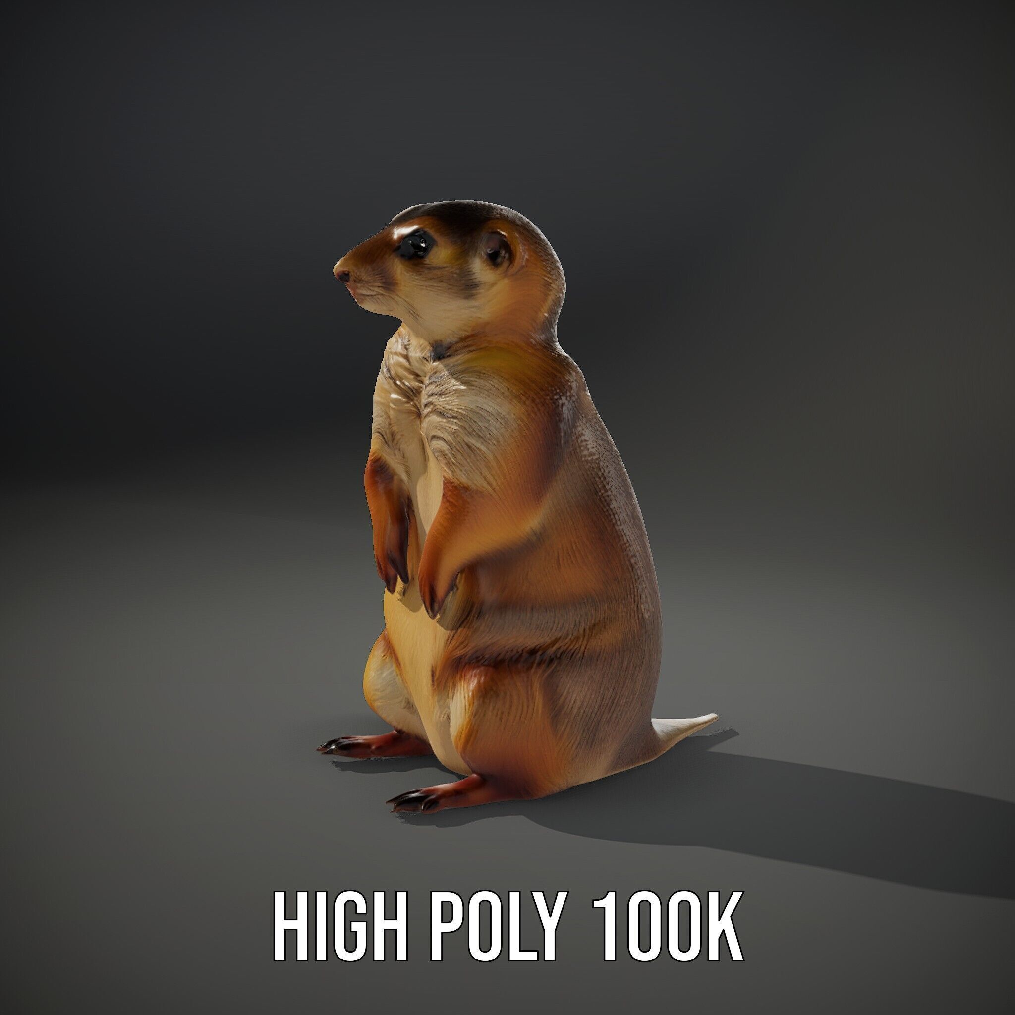 Prairie Dog D Model Pack with Detailed Fur and Textures Low-poly 3D model_9