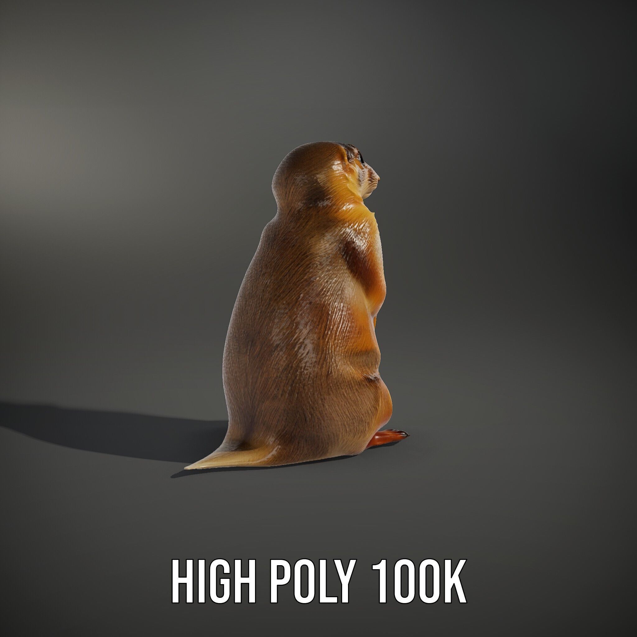 Prairie Dog D Model Pack with Detailed Fur and Textures Low-poly 3D model_15