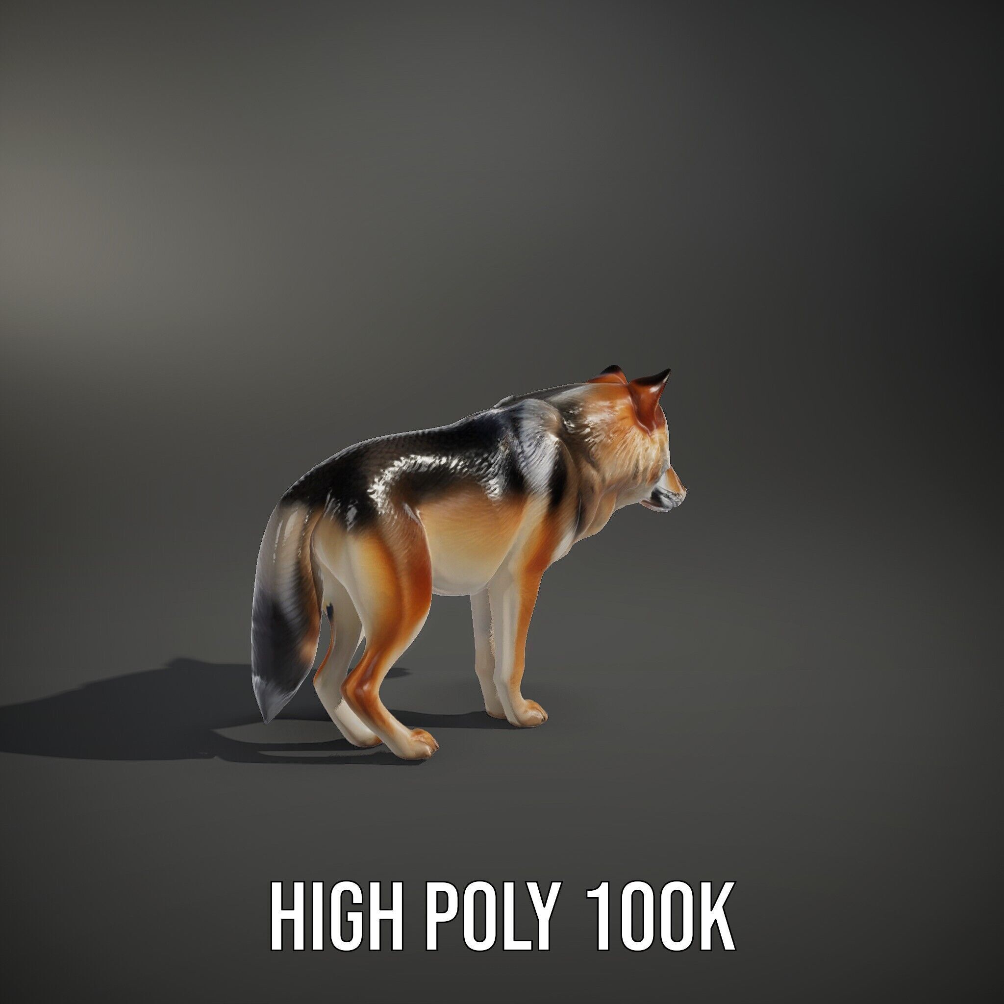 Realistic Wolf D Model Pack Low-poly 3D model_8