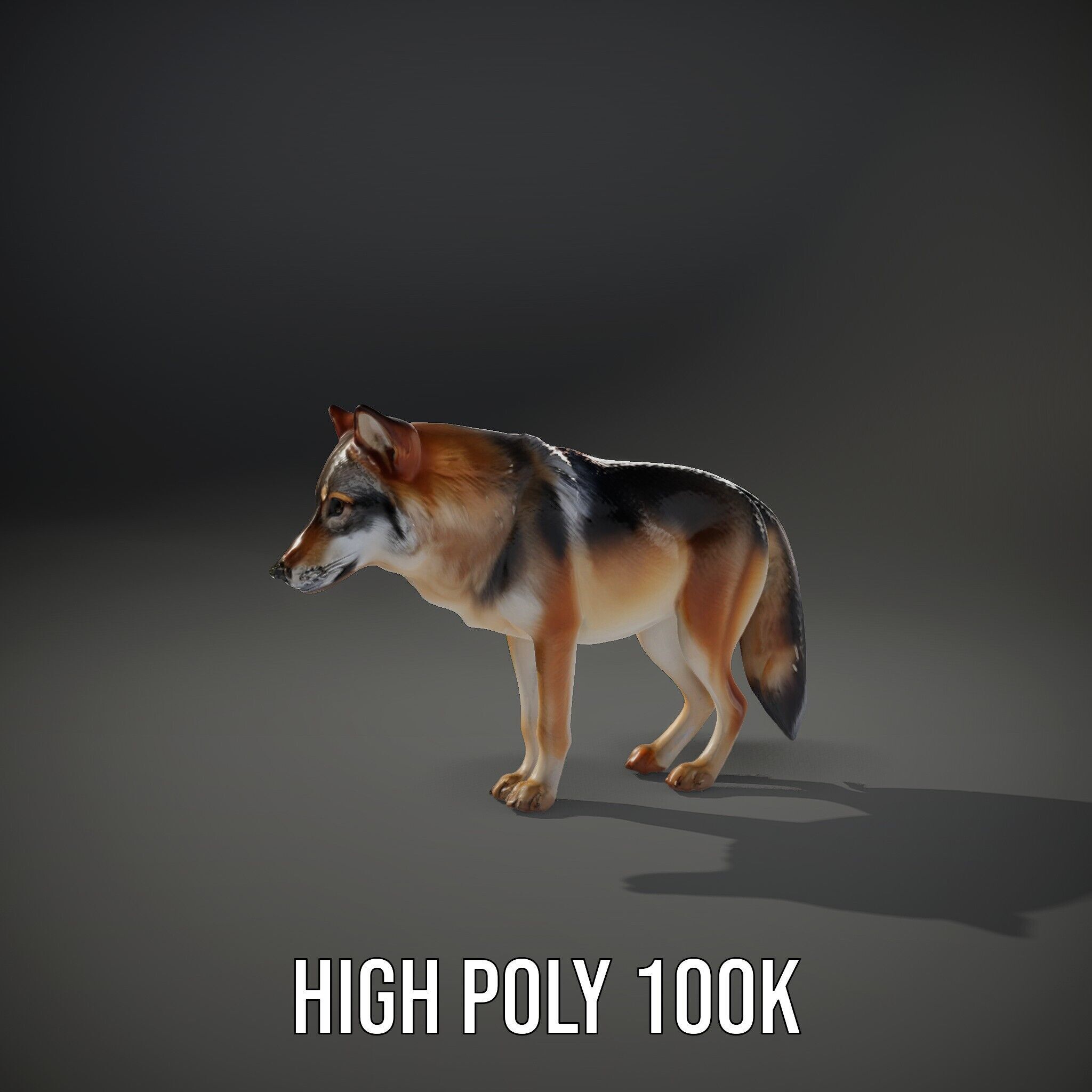Realistic Wolf D Model Pack Low-poly 3D model_11