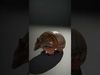 Armadillo Creature D Model Pack Low-poly 3D model_2