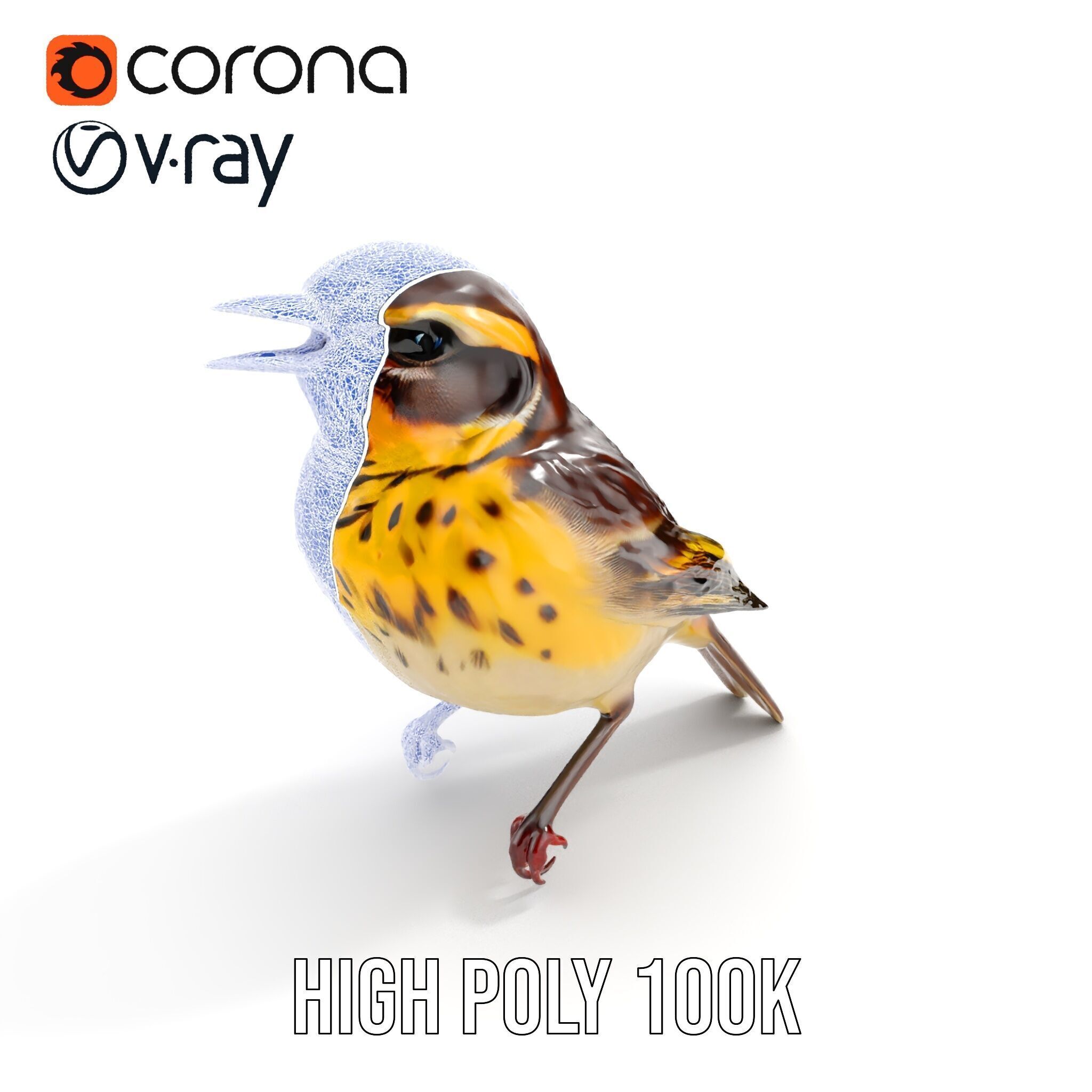 Realistic Bird Model Pack with Detailed Textures Low-poly 3D model_20