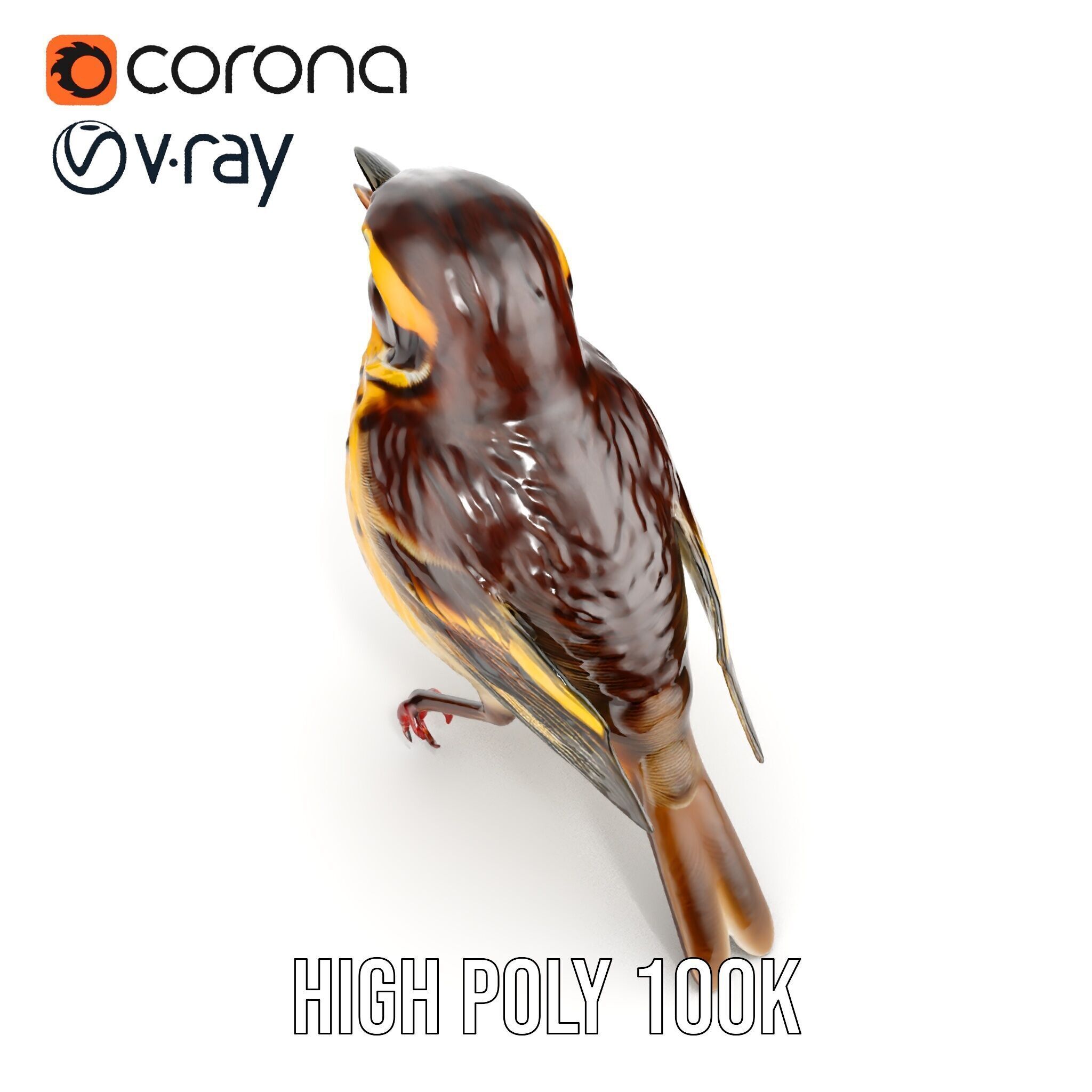 Realistic Bird Model Pack with Detailed Textures Low-poly 3D model_17