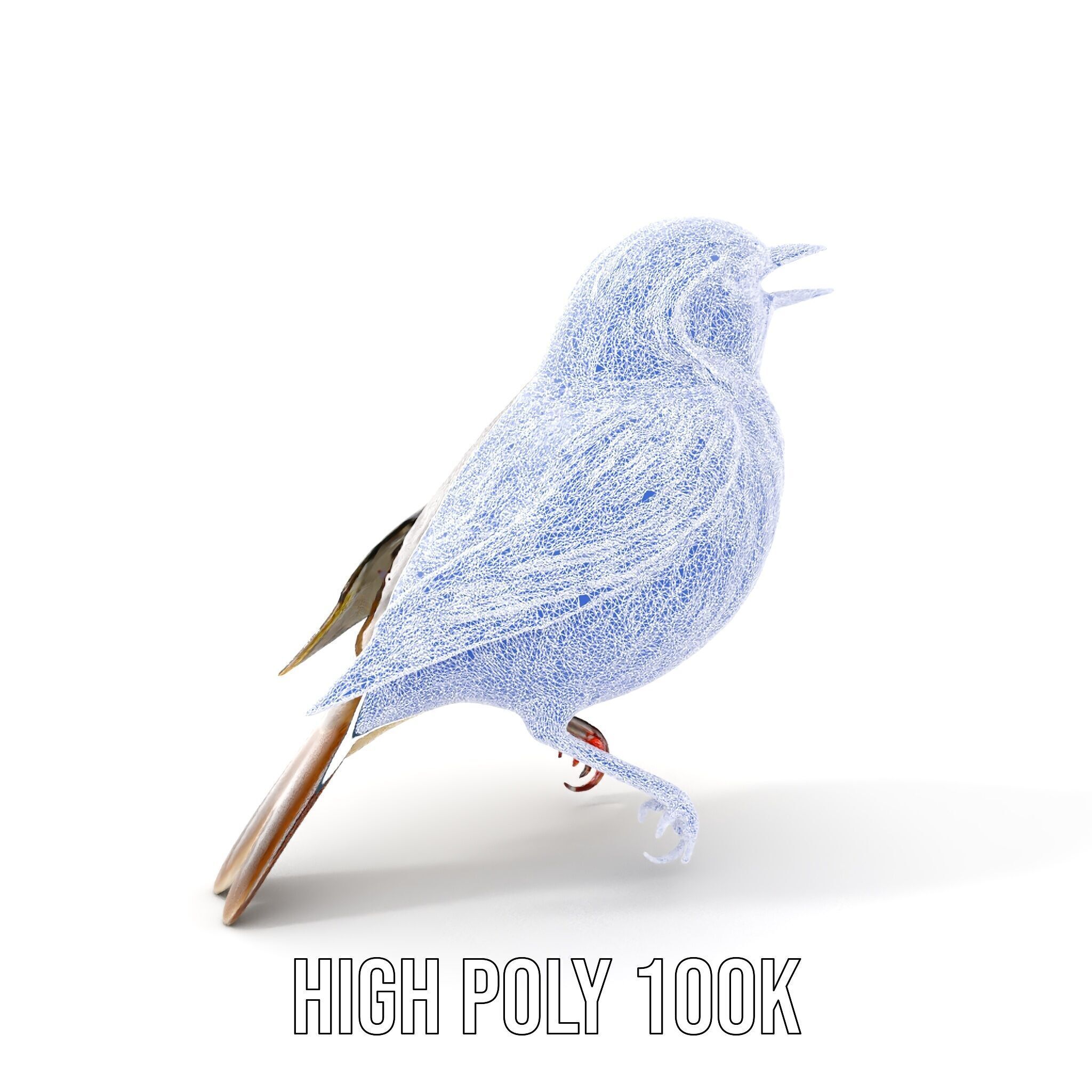 Realistic Bird Model Pack with Detailed Textures Low-poly 3D model_11