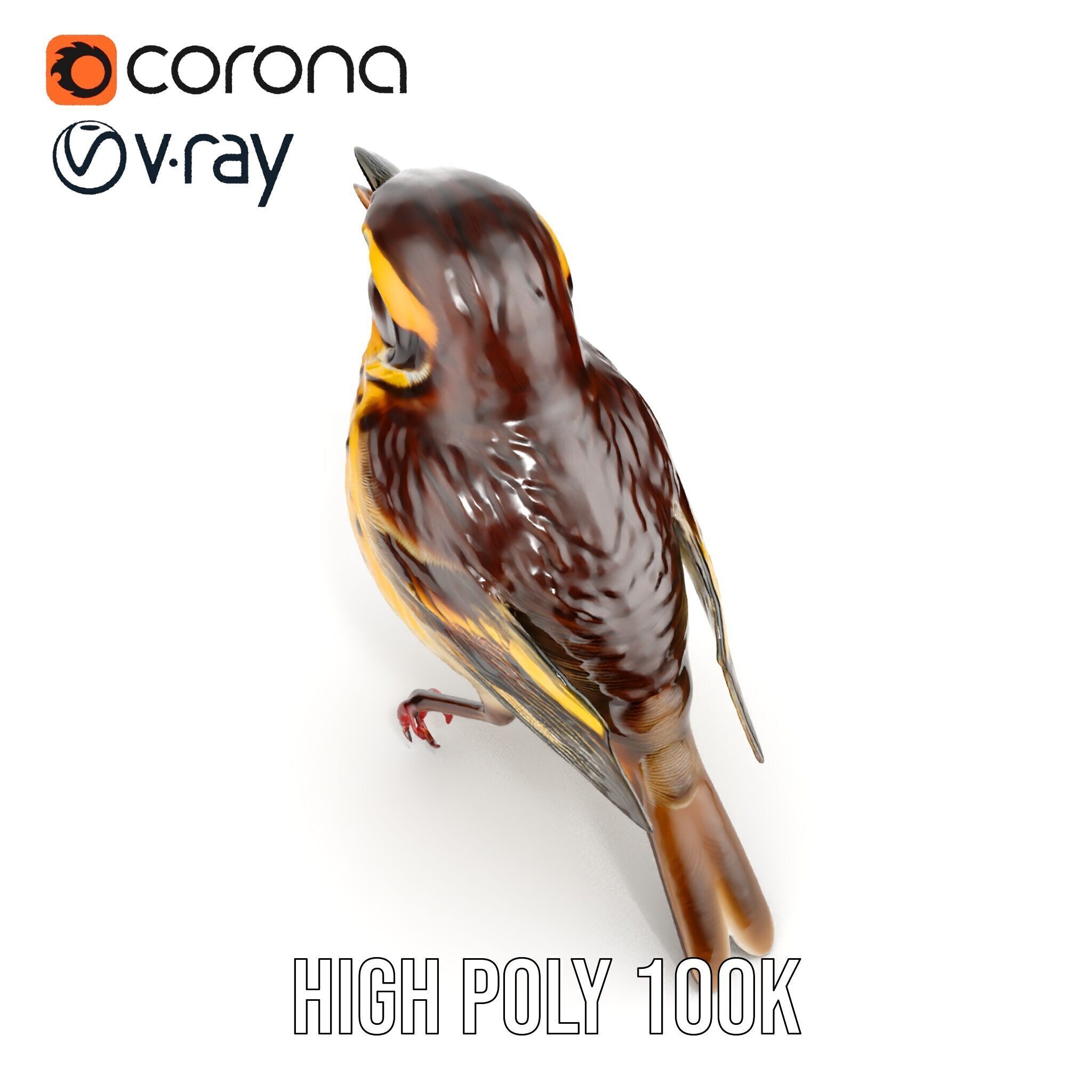 Realistic Bird Model Pack with Detailed Textures Low-poly 3D model_13